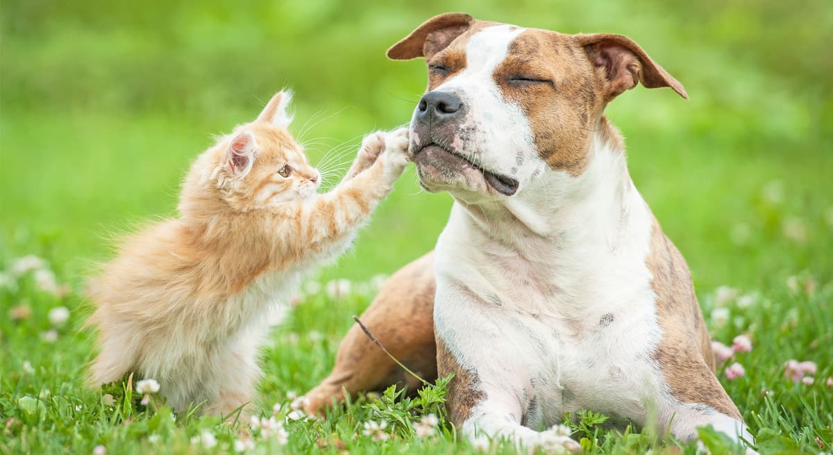 Équipe — Hôpital Vétérinaire Métro Iberville