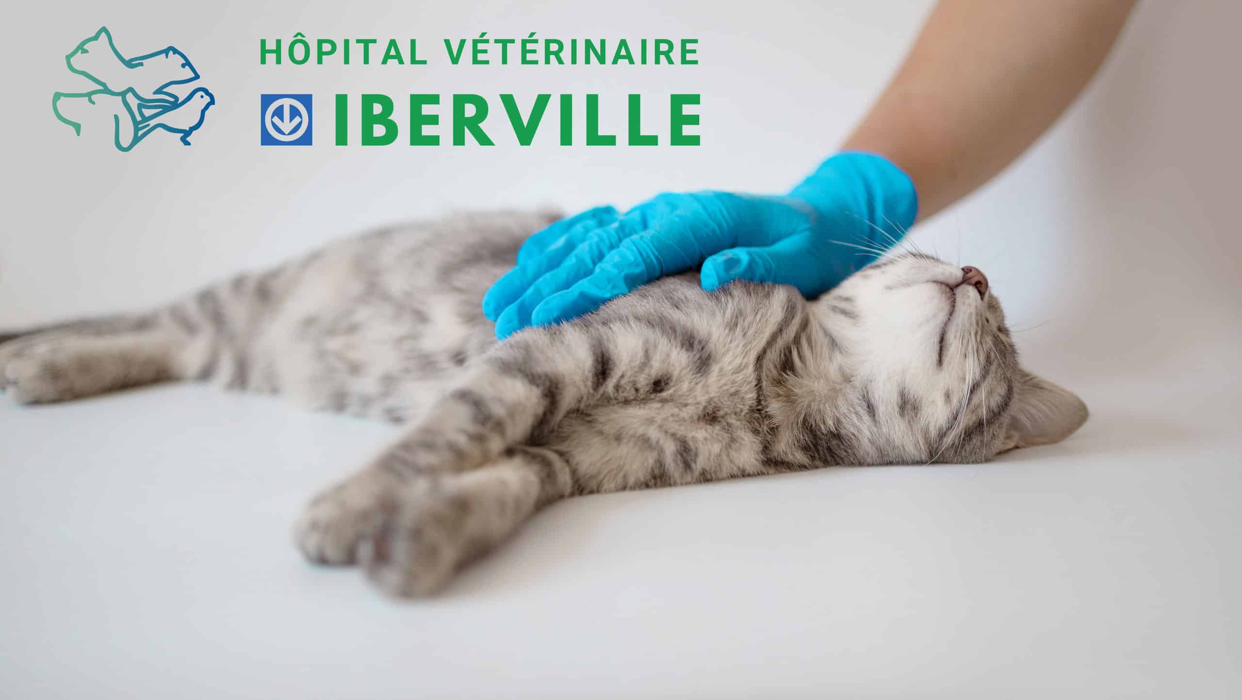 Examen vétérinaire annuel – chat gris à l'Hôpital Vétérinaire Métro Iberville